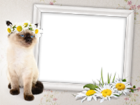Frames: Cats Pack