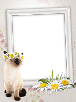Frames: Cats Pack