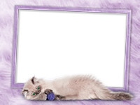 Frames: Cats Pack