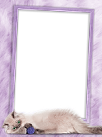 Frames: Cats Pack