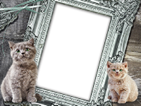 Frames: Cats Pack