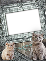 Frames: Cats Pack