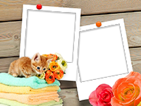 Frames: Cats Pack
