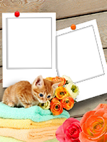 Frames: Cats Pack