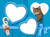 Frames: Cats Pack