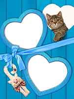 Frames: Cats Pack
