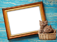 Frames: Cats Pack