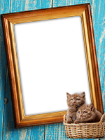 Frames: Cats Pack