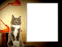 Frames: Cats Pack
