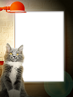 Frames: Cats Pack