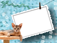Frames: Cats Pack