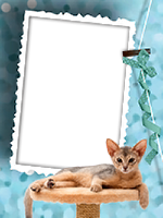 Frames: Cats Pack