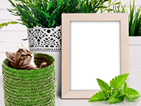Frames: Cats Pack