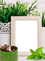 Frames: Cats Pack