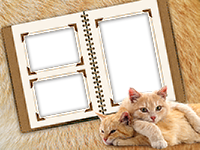 Frames: Cats Pack