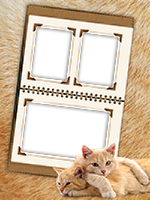 Frames: Cats Pack