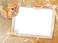 Frames: Cats Pack