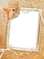 Frames: Cats Pack