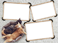 Frames: Cats Pack