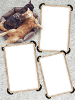 Frames: Cats Pack
