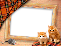 Frames: Cats Pack
