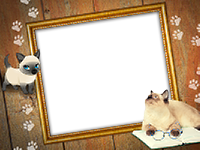 Frames: Cats Pack