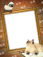 Frames: Cats Pack