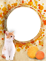 Frames: Cats Pack