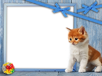 Frames: Cats Pack
