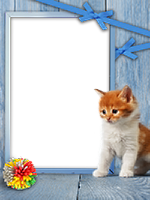 Frames: Cats Pack
