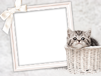 Frames: Cats Pack