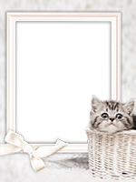 Frames: Cats Pack