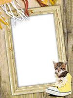 Frames: Cats Pack