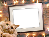 Frames: Cats Pack