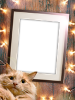 Frames: Cats Pack