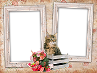 Frames: Cats Pack