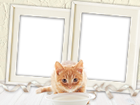 Frames: Cats Pack