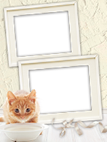 Frames: Cats Pack