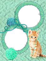 Frames: Cats Pack