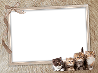 Frames: Cats Pack