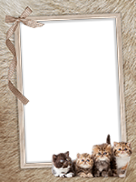 Frames: Cats Pack