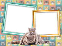 Frames: Cats Pack
