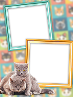 Frames: Cats Pack