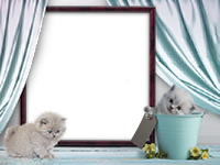 Frames: Cats Pack