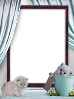 Frames: Cats Pack