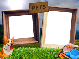 Домашние любимцы