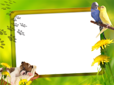 Frames: Pets Pack