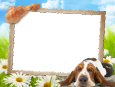 Frames: Pets Pack