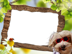 Frames: Pets Pack