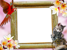 Frames: Pets Pack